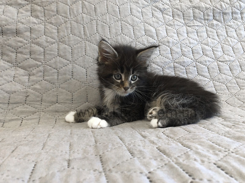 купить котенка мейн кун киев