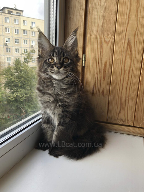 Мейн кун дешево