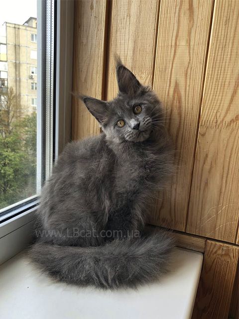 Мейн кун котята