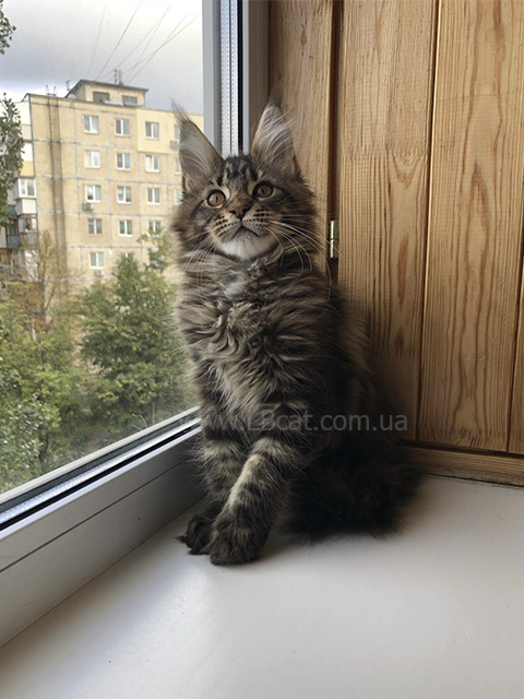 купить котенка породы мейн кун