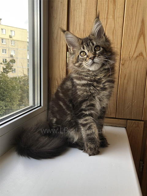 купить котенка мейн кун киев