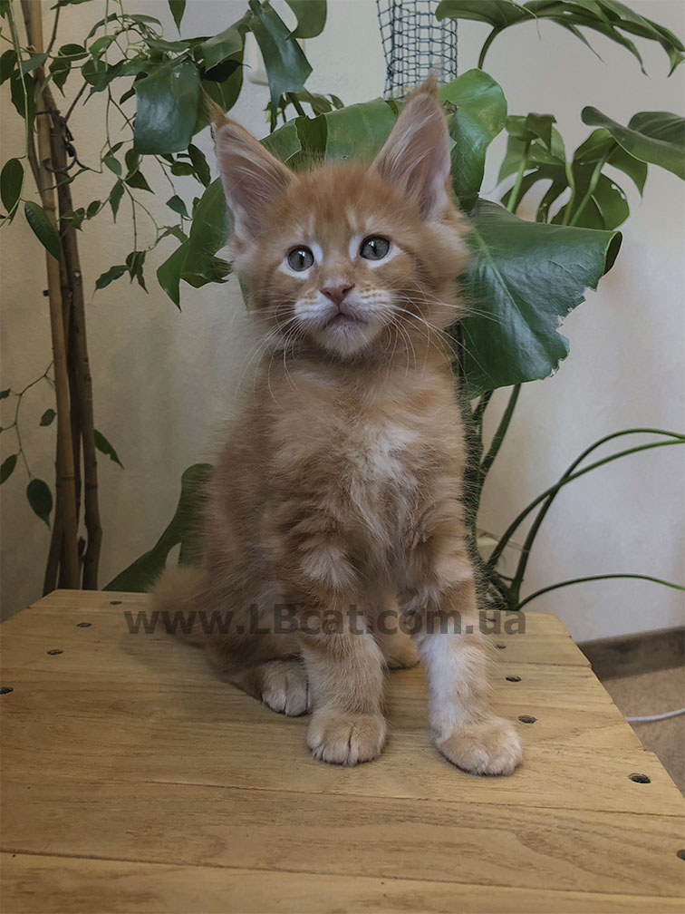 Мейн кун дешево