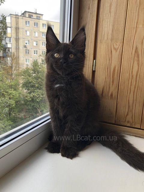 питомник мейн кунов