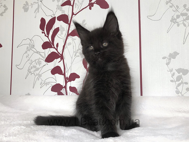 Мейн кун дешево