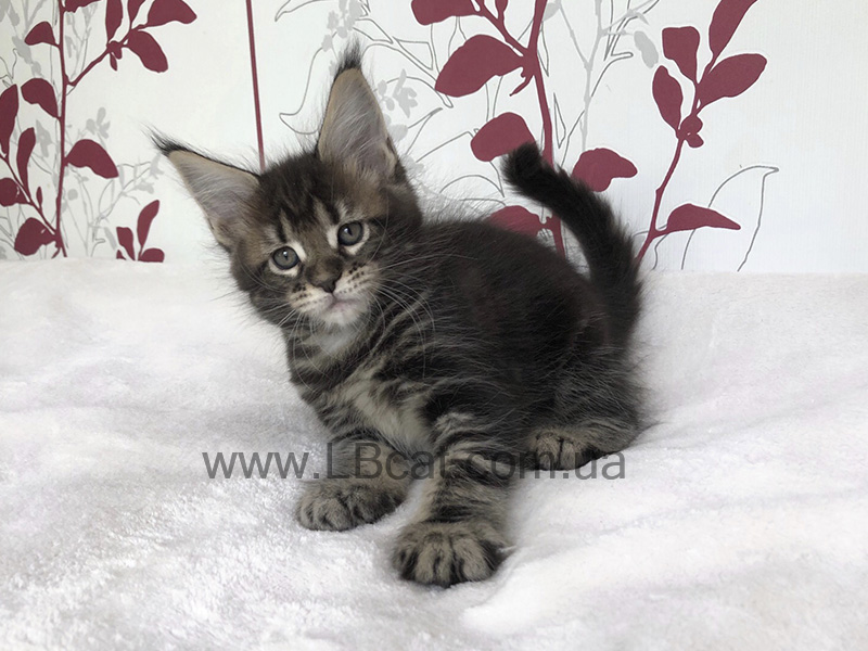 купить котенка породы мейн кун