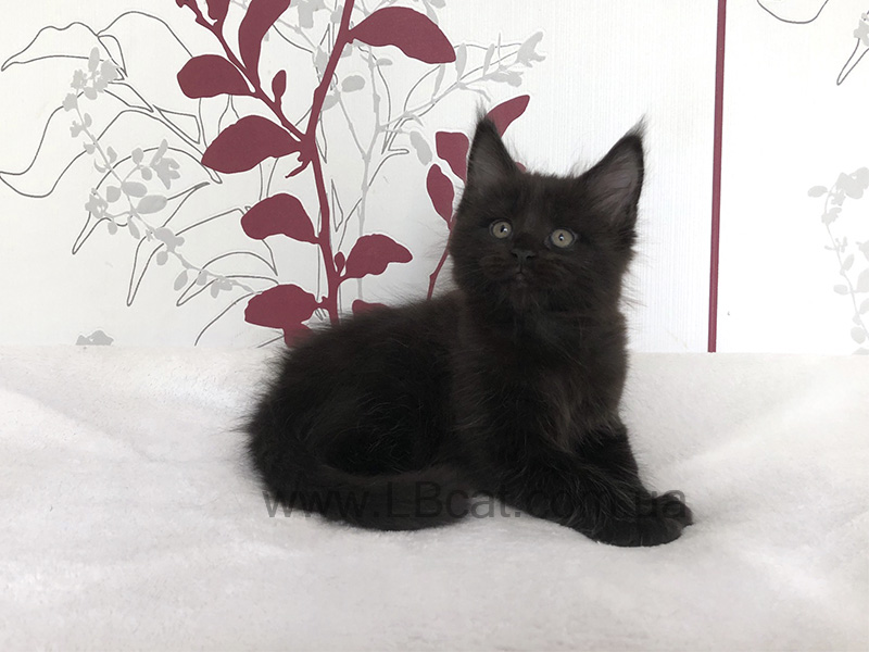 питомник мейн кунов