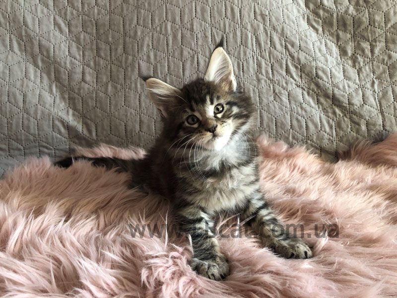 купить котенка мейн кун киев