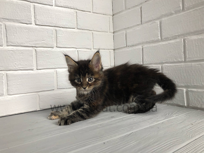 Мейн кун дешево