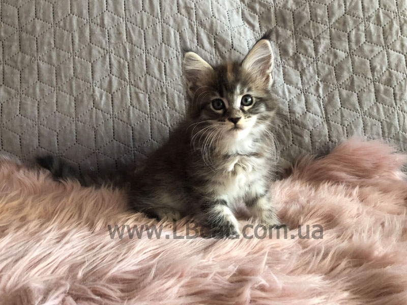 питомник мейн кунов