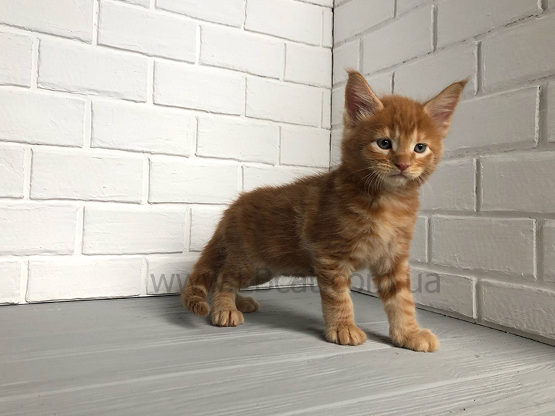 купить котенка мейн кун
