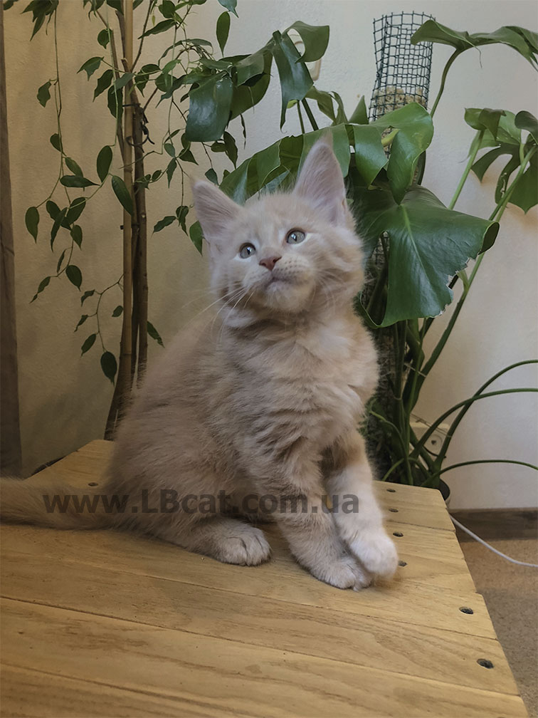 питомник мейн кунов