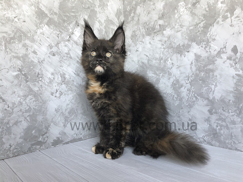 купить котенка мейн кун