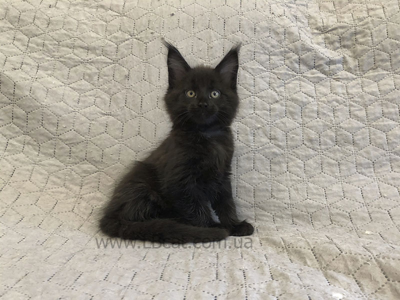 питомник мейн кунов