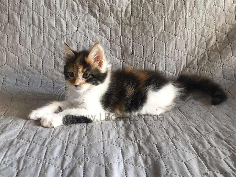 Мейн кун дешево