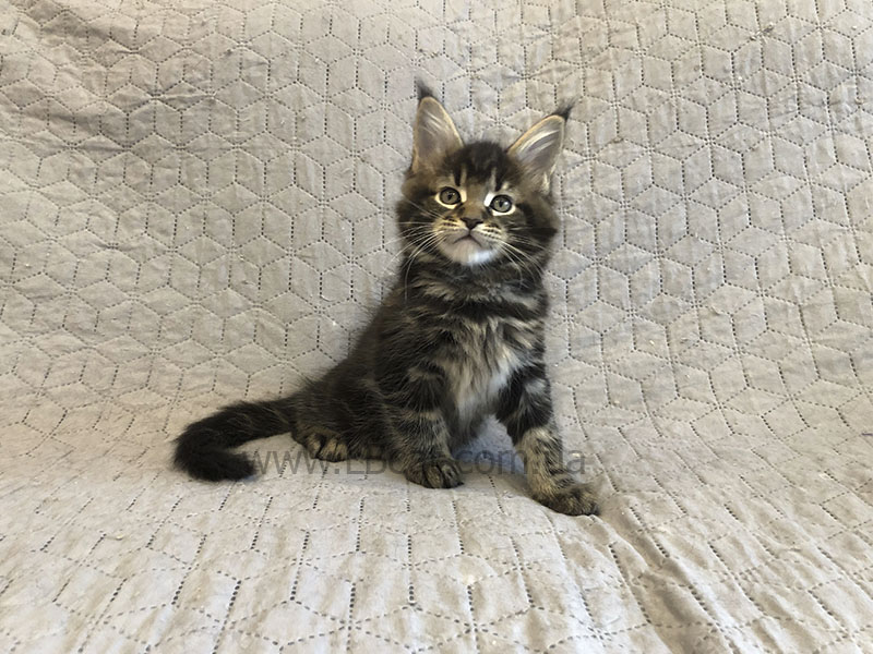 Мейн кун дешево