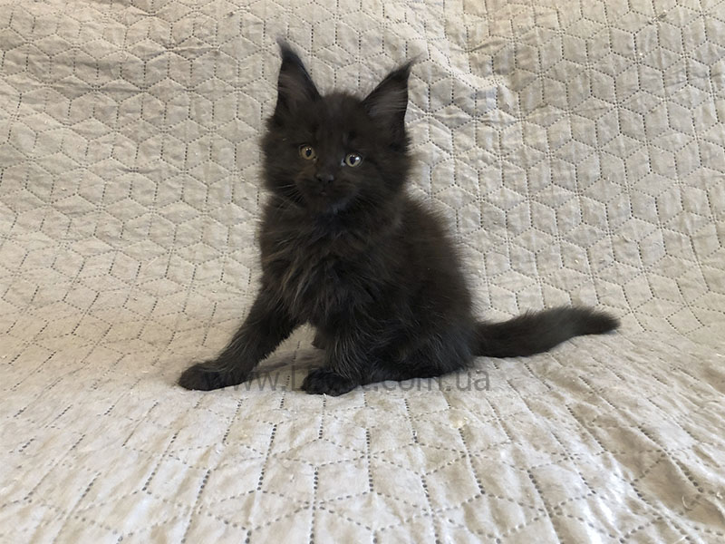 купить котенка мейн кун киев