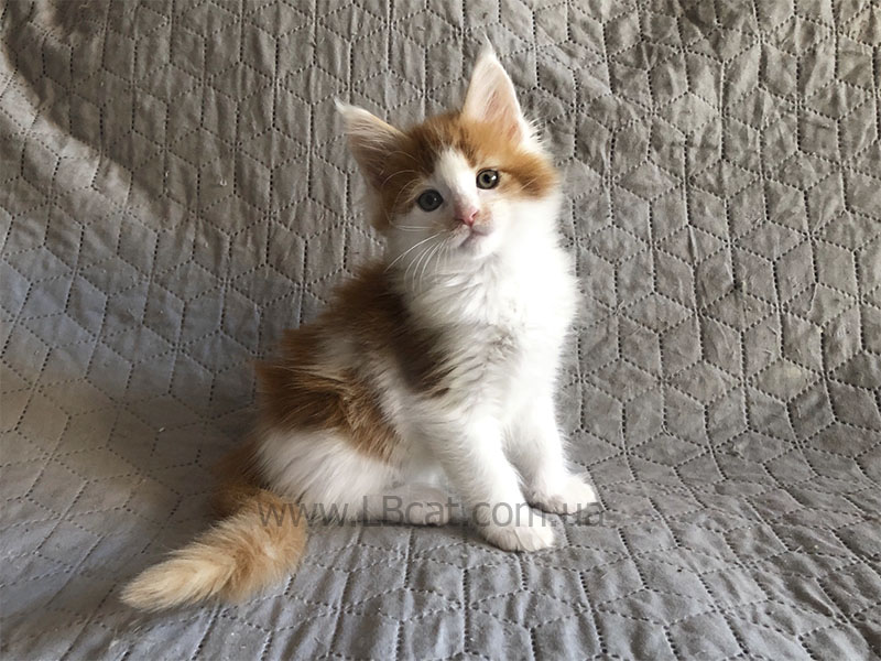 купить котенка породы мейн кун