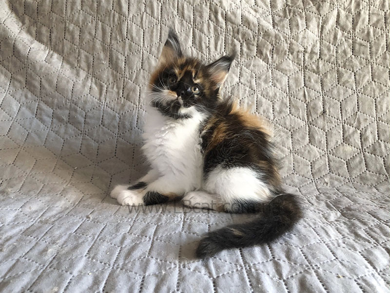 Порода Мейн Кун