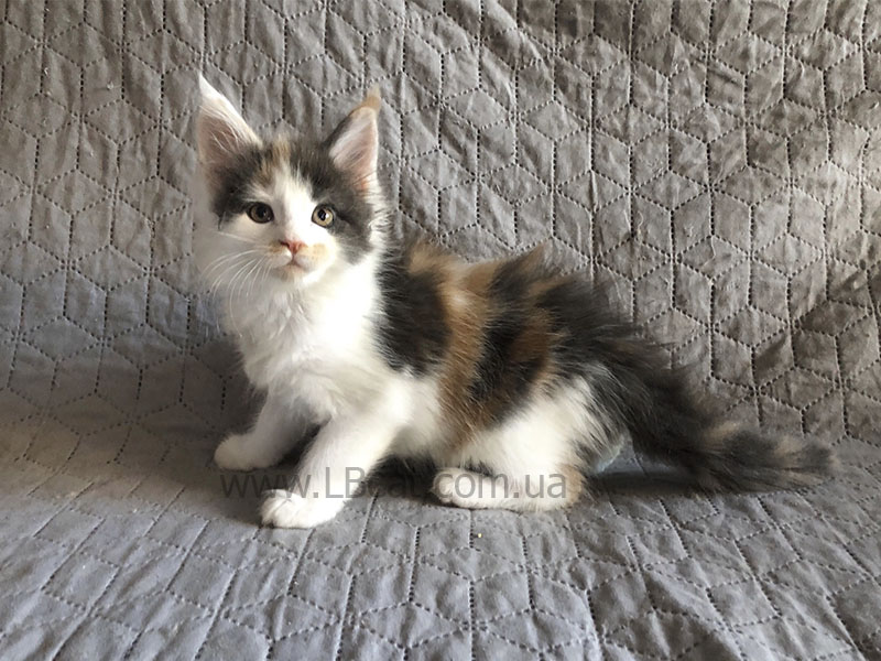 питомник мейн кунов