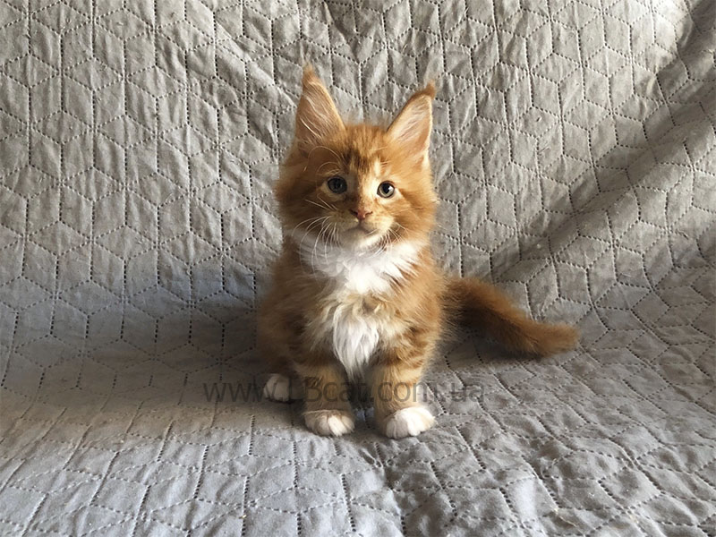 купить котенка мейн кун киев