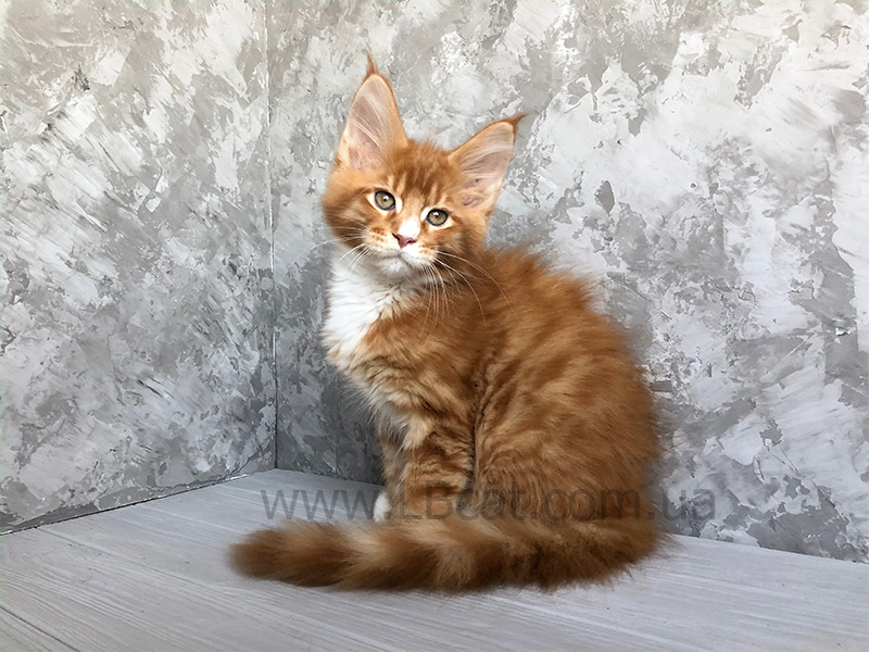 кот мейн кун цена