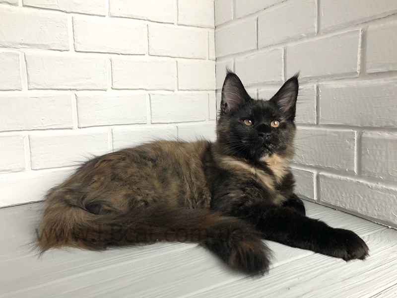 Мейн кун дешево