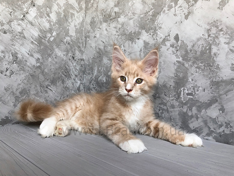 купить кошку мейн кун