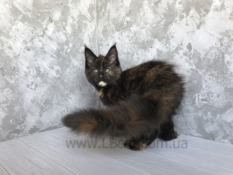 купить котенка породы мейн кун