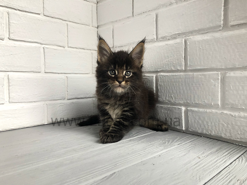 кот мейн кун цена