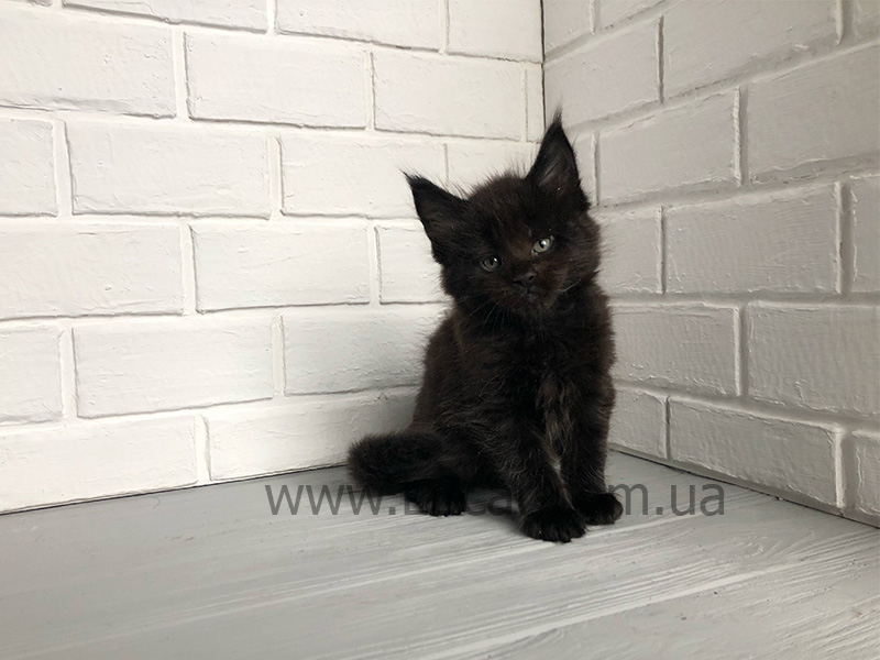 купить кошку мейн кун
