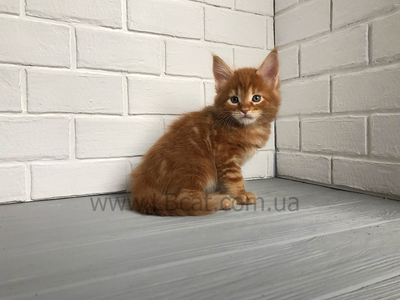 купить котенка породы мейн кун