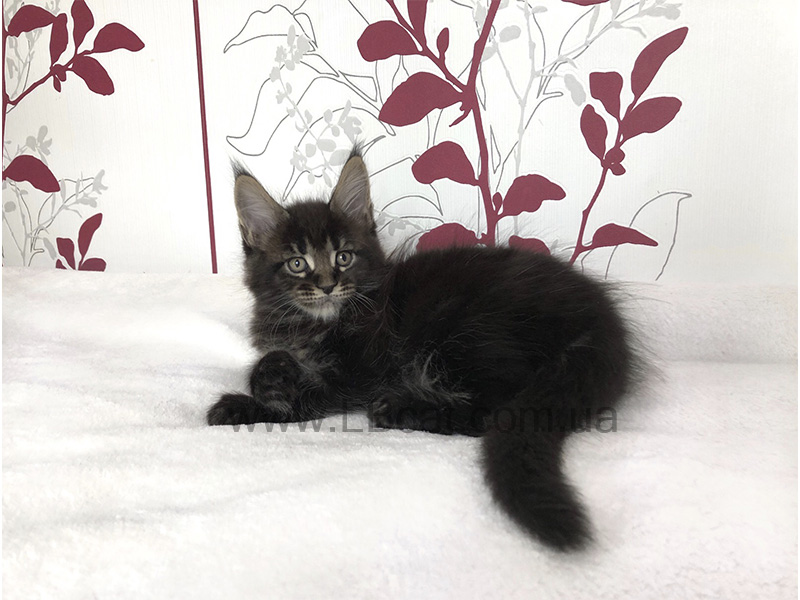 купить котенка мейн кун киев