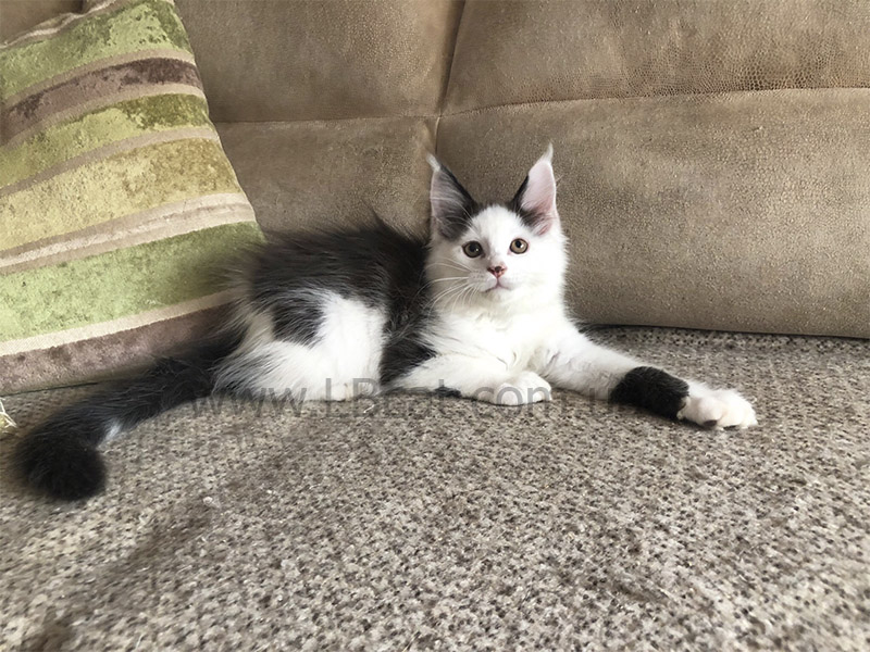 купить котенка породы мейн кун киев