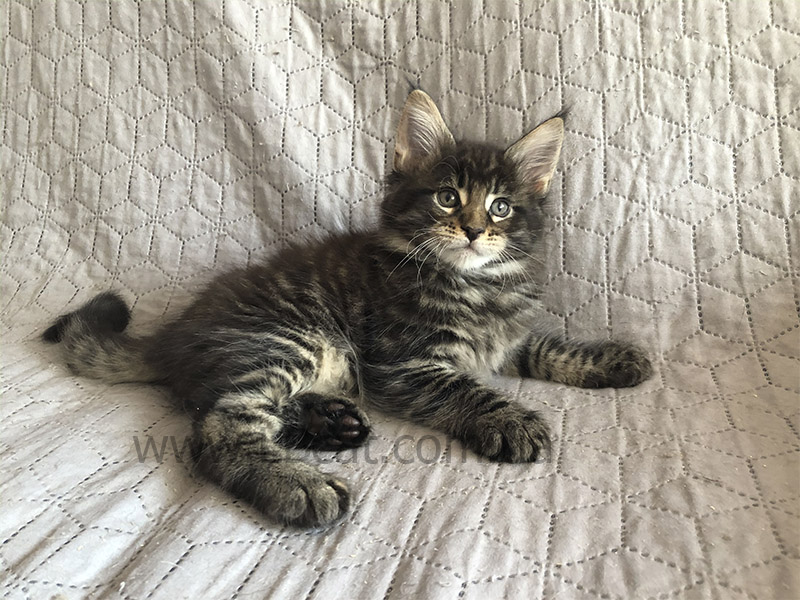 купить котенка породы мейн кун