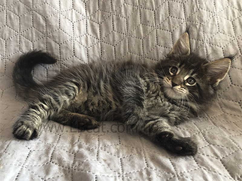 Мейн кун дешево