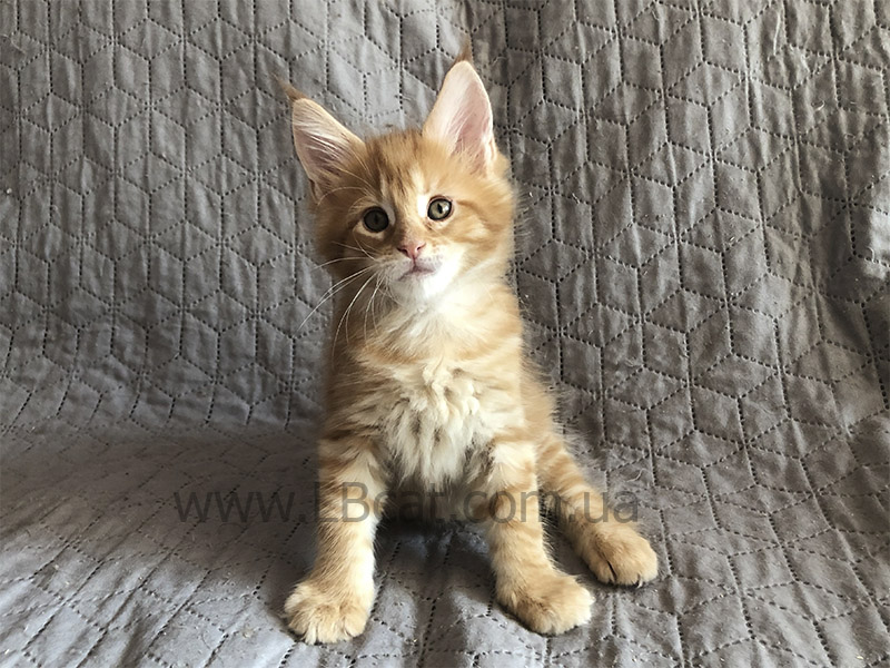 Порода Мейн Кун