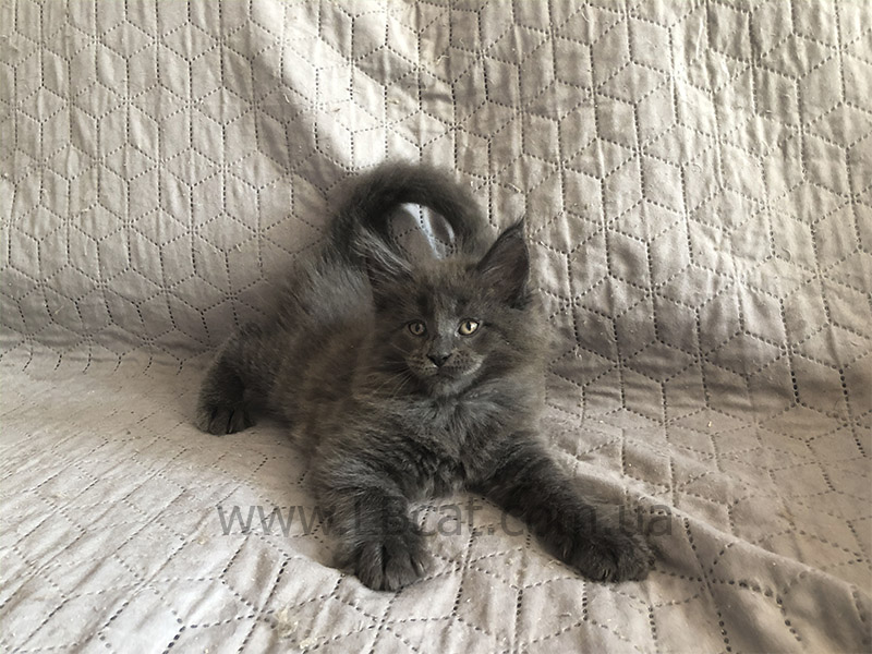 купить котенка мейн кун киев