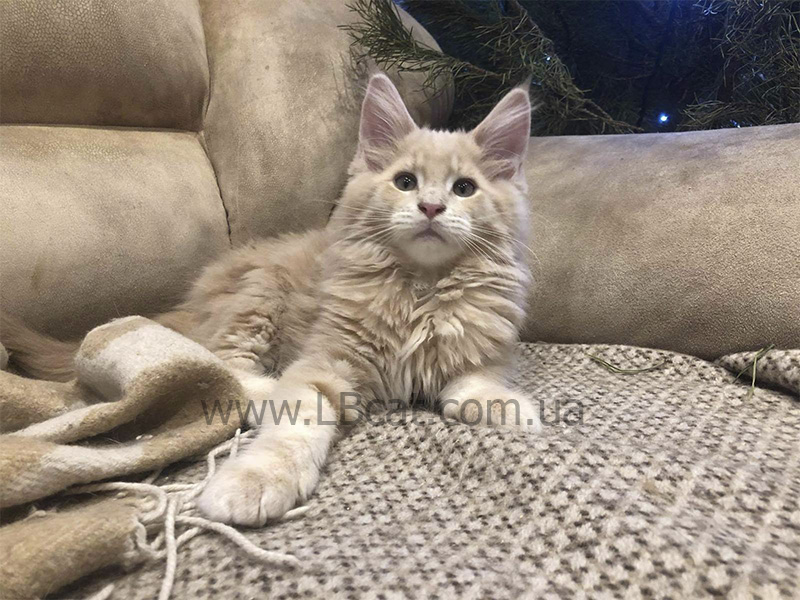 питомник мейн кунов