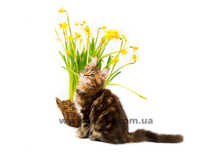 Мейн кун дешево