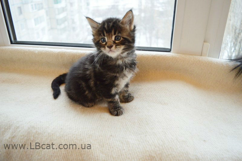 Купить котенка мейн кун