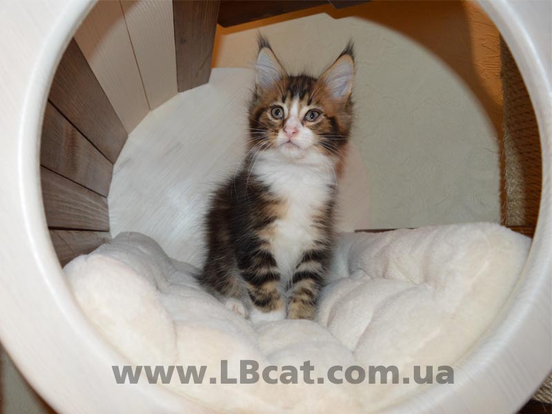 купить котенка мейн кун киев