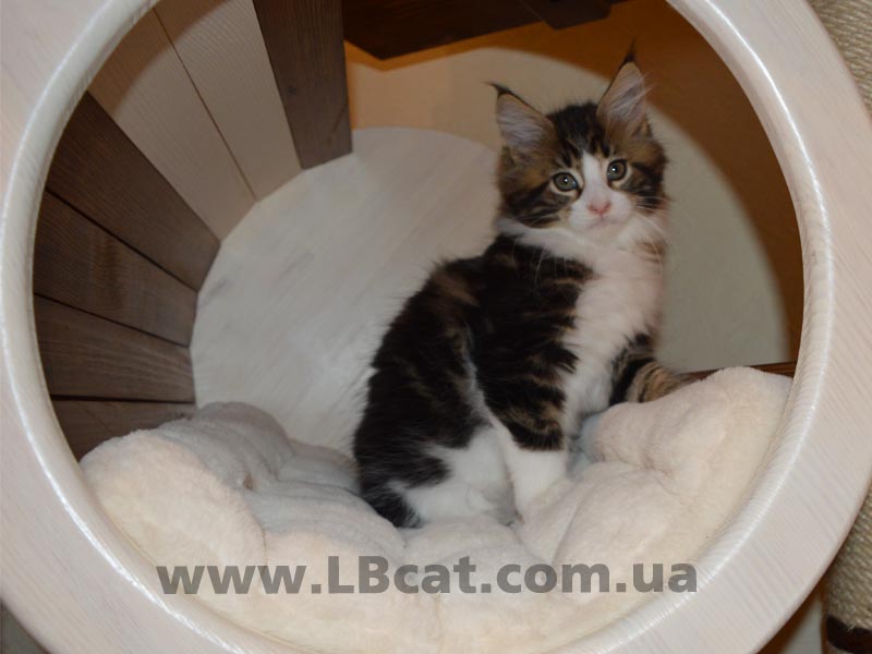 купить котенка породы мейн кун