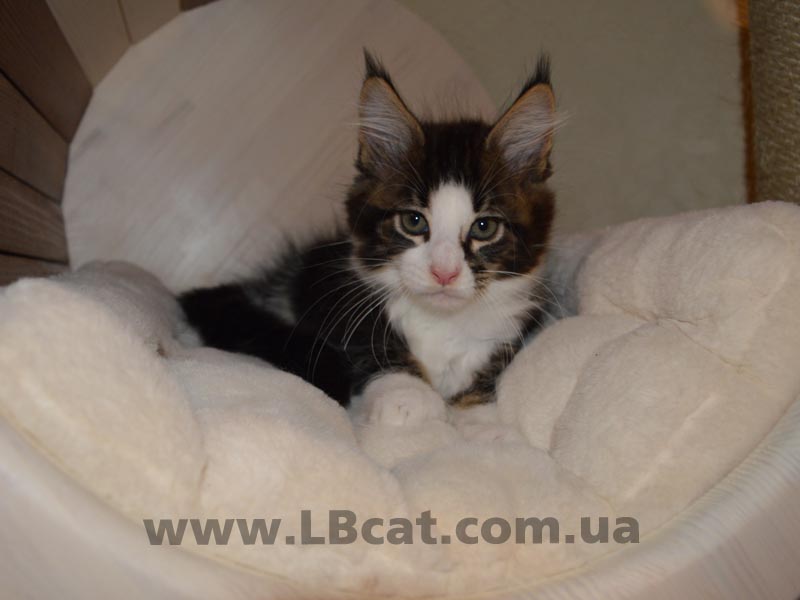 Купить котенка мейн кун