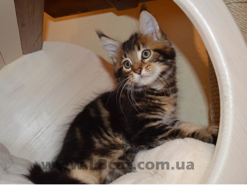 Мейн кун дешево