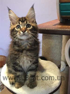 купить котенка породы мейн кун