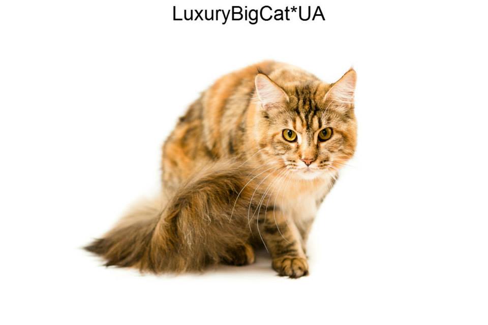 История Мейн Кун (Maine Coon)