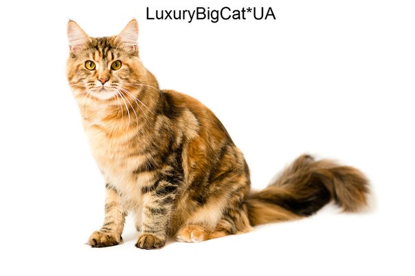 Окрасы кошек мейн-кун