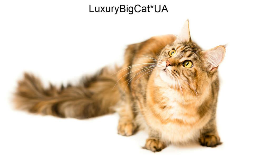 Характер Мейн-куна