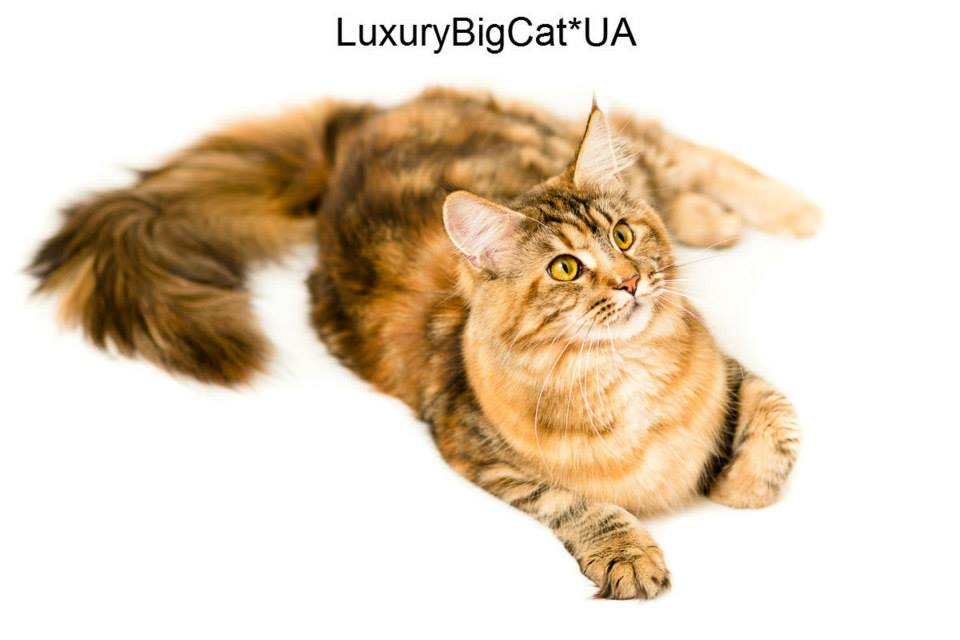 Стандарт породы Мейн-Кун